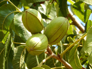 Pecan Nuts